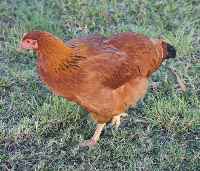 New Hampshire Pullet - 6 months old