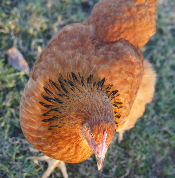 New Hampshire Pullet - 6 months old