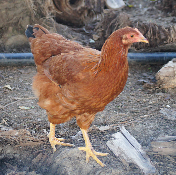 New Hampshire Pullet - 6 months old