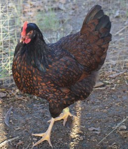 Barnevelder Chicken 10months old