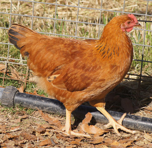 New Hampshire Pullet