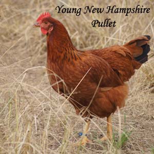 New Hampshire Pullet