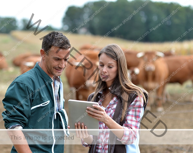 Stock Inspection Stock Inspection