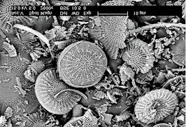 diatomite diatomite