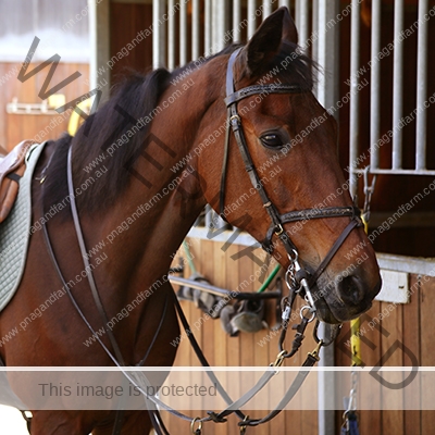 Brown horse with saddle and reins Brown horse in stable door rigged with saddle and reins