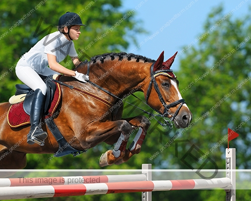 Equestrian jumper - horsewoman and bay mare Young woman jumping with bay horse
