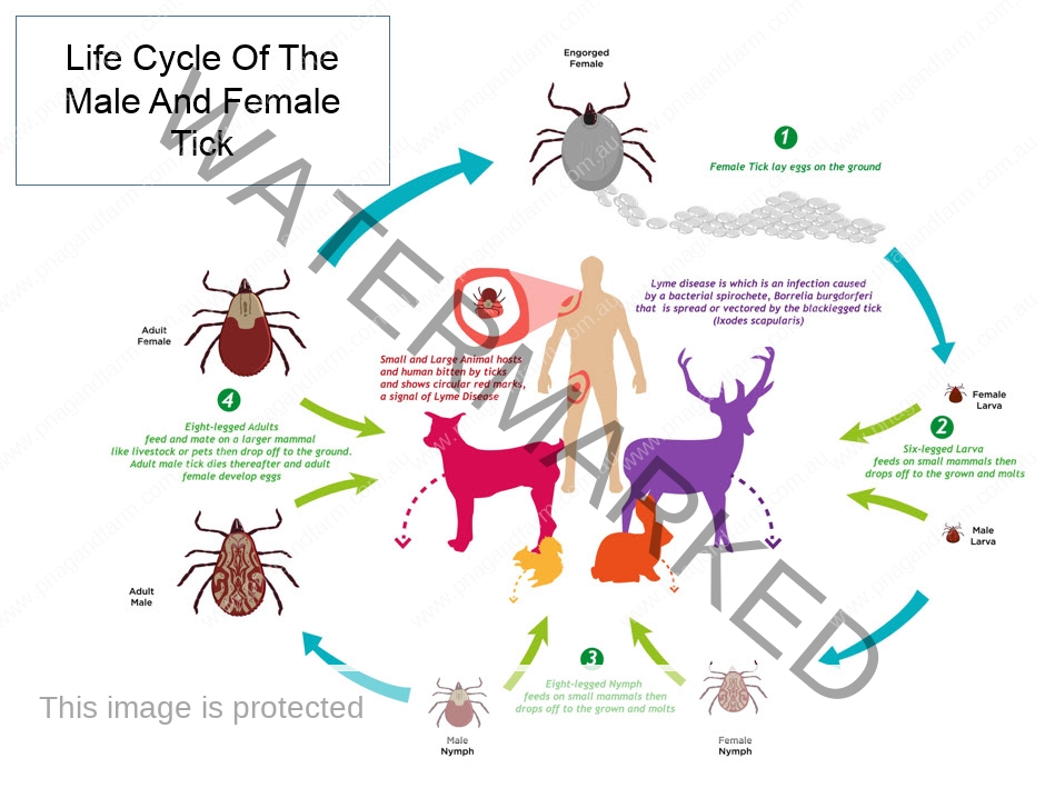 lifecycle-of-tick lifecycle-of-tick
