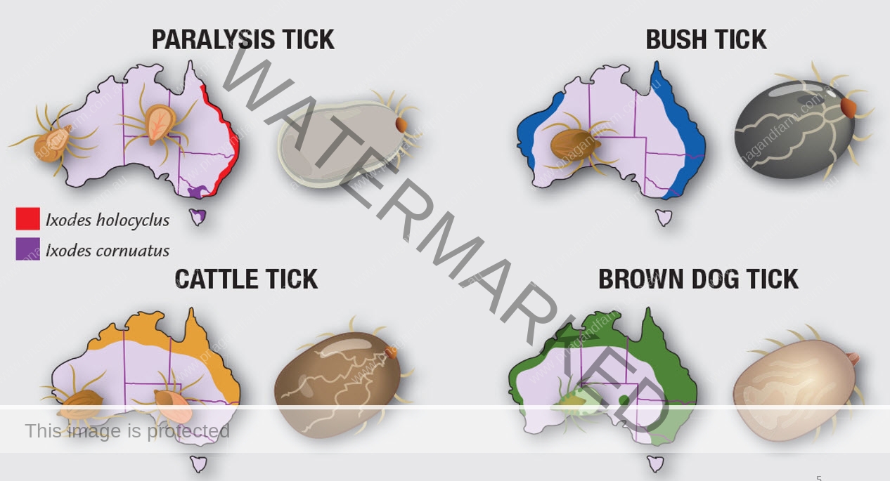 ticks ticks