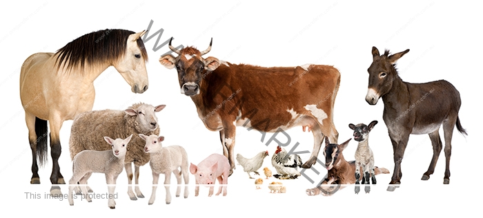 group of farm animals : cow, sheep, horse, donkey, chicken, lamb group of farm animals : cow, sheep, horse, donkey, chicken, lamb