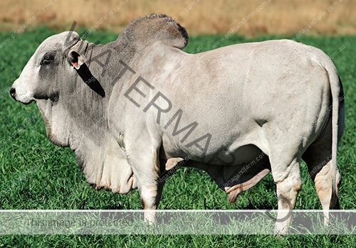 Brahman bull Brahman bull