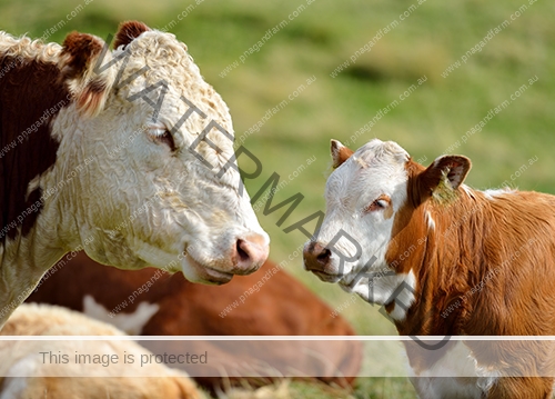 Cow and calf Cow and calf
