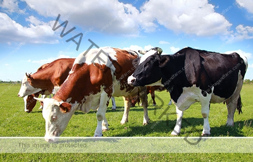 dairy-cows dairy-cows