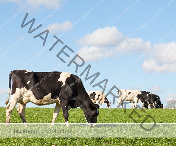 dairycows2b dairycows2b