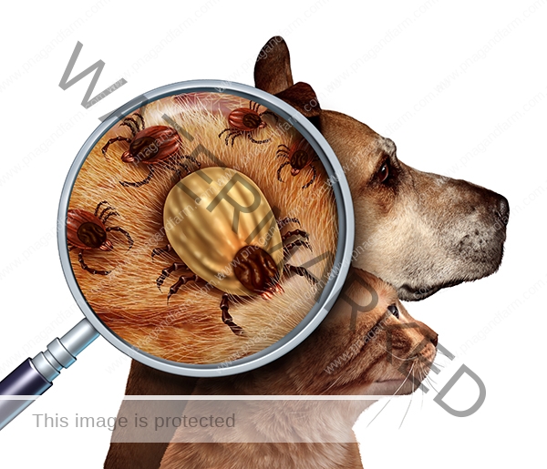 Pet Tick Pet Tick