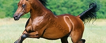 bay arabian horse runs gallop