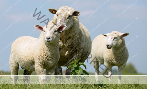 sheep500x sheep500x