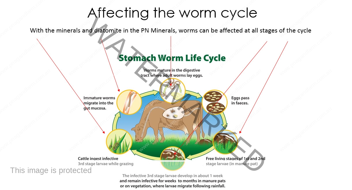 worm-cycle worm-cycle