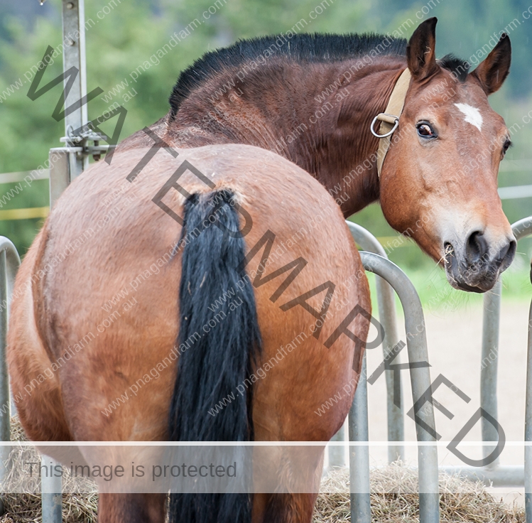 Horse closeup Horse closeup