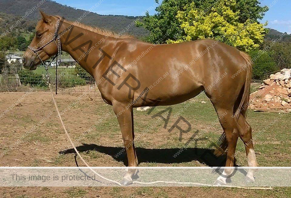 horseisn-horse-after-6-weeks horseisn-horse-after-6-weeks