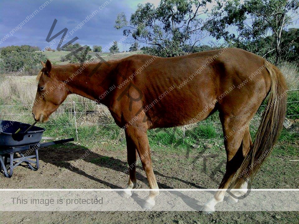 horseism-horse-before horseism-horse-before