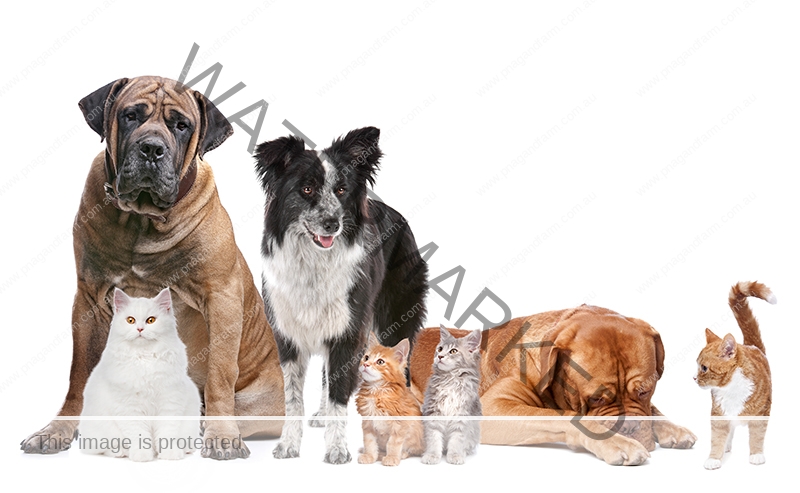Group of Cats and Dogs Group of Cats and Dogs