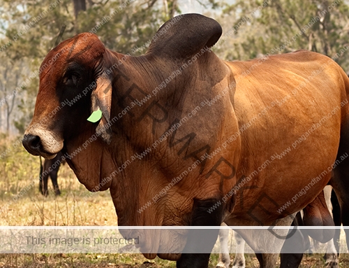 Red brahman bull with cows steers calfs on farm Red brahman bull with cows steers calfs on farm