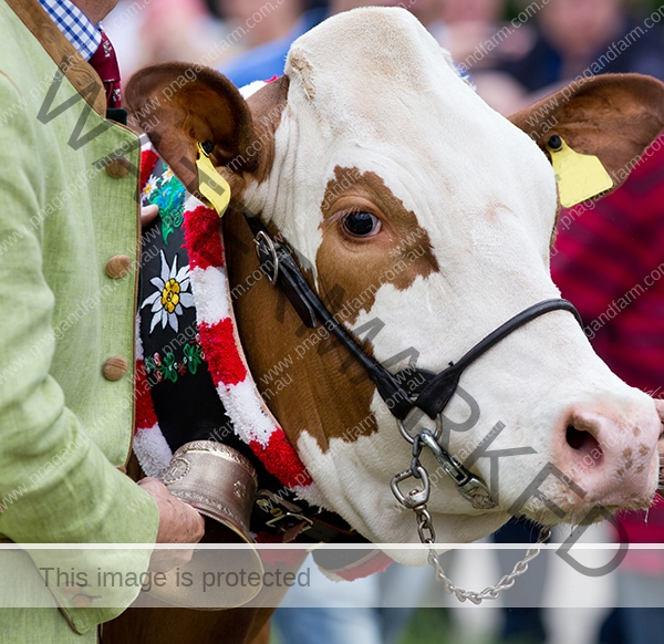 Cow at exhibition Cow at exhibition