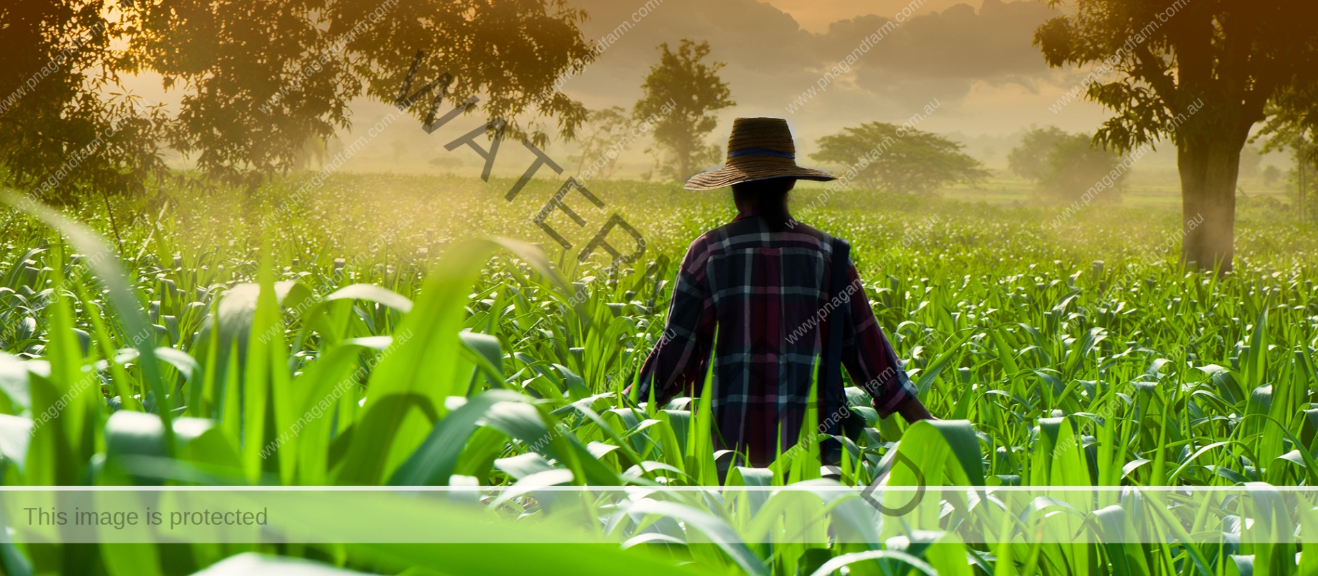 Farmer woman walking in corn fields at early morning Farmer woman walking in corn fields at early morning