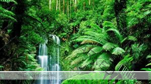 forest-matter forest-matter