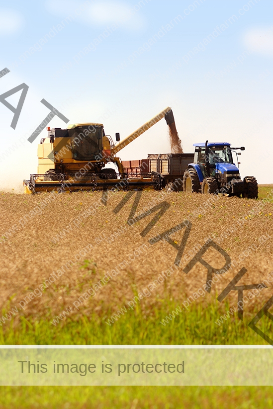 Grain harvest Grain harvest
