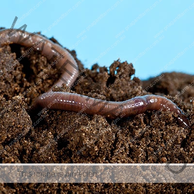 worm-microbes worm-microbes