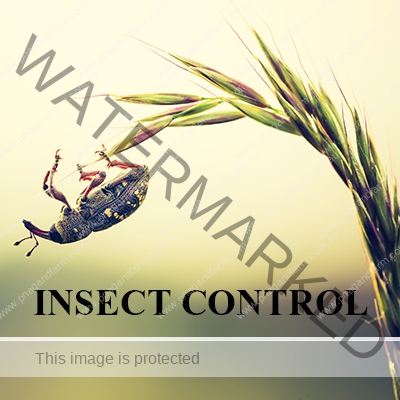 https://www.backyardchicken.com.au/wp-content/uploads/2016/11/C-INSECT-CONTROL.jpg