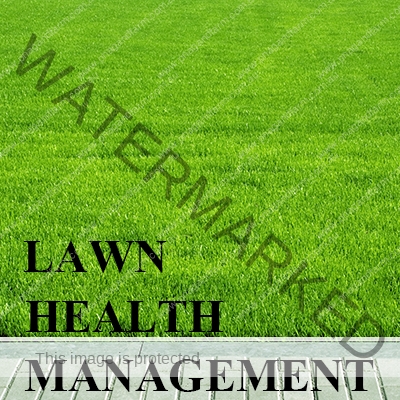 https://www.backyardchicken.com.au/wp-content/uploads/2016/11/C-LAWN.jpg