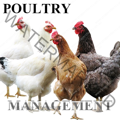 https://www.backyardchicken.com.au/wp-content/uploads/2016/11/C-POULTRY.jpg