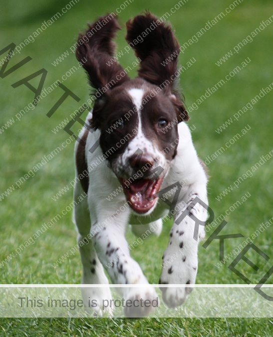 dog running dog running
