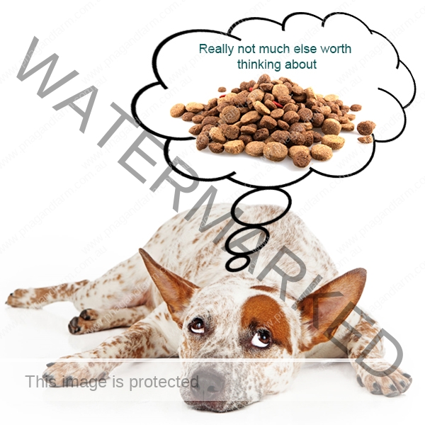 dog thinking dog thinking