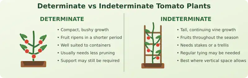 Diagram comparing compact determinate tomato plants with tall indeterminate tomato vines and their different growing habits